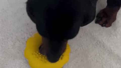 PetBuds Indestructible Dog Toys – Doughnut Puzzle Treat Dispenser