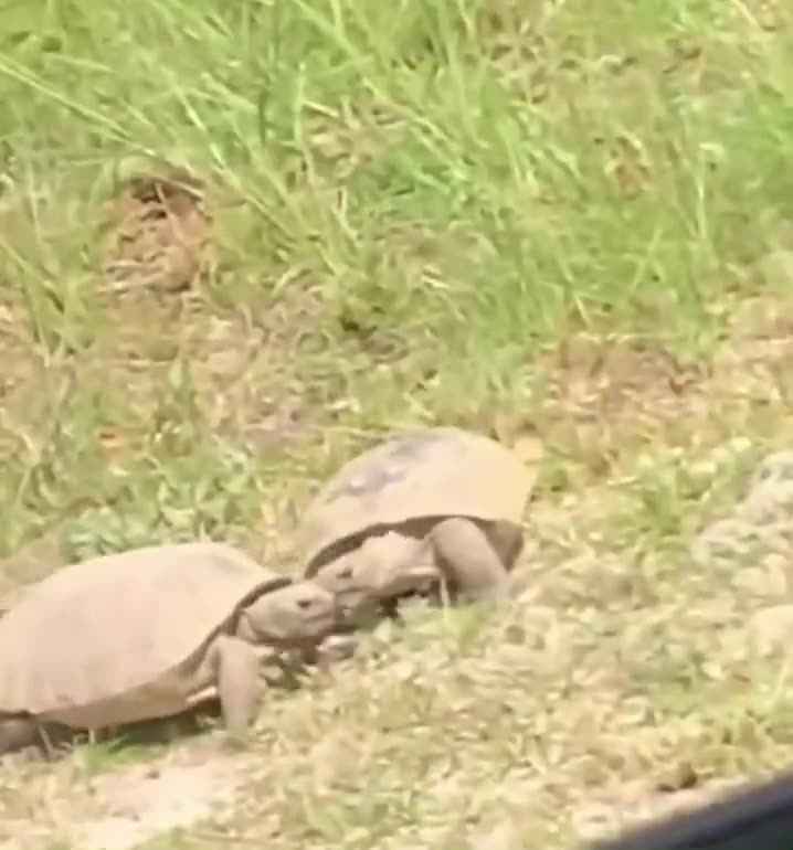 Which One The Female?