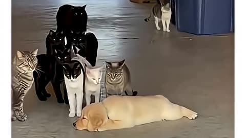 A puppy among cats