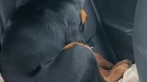 dog going to trip