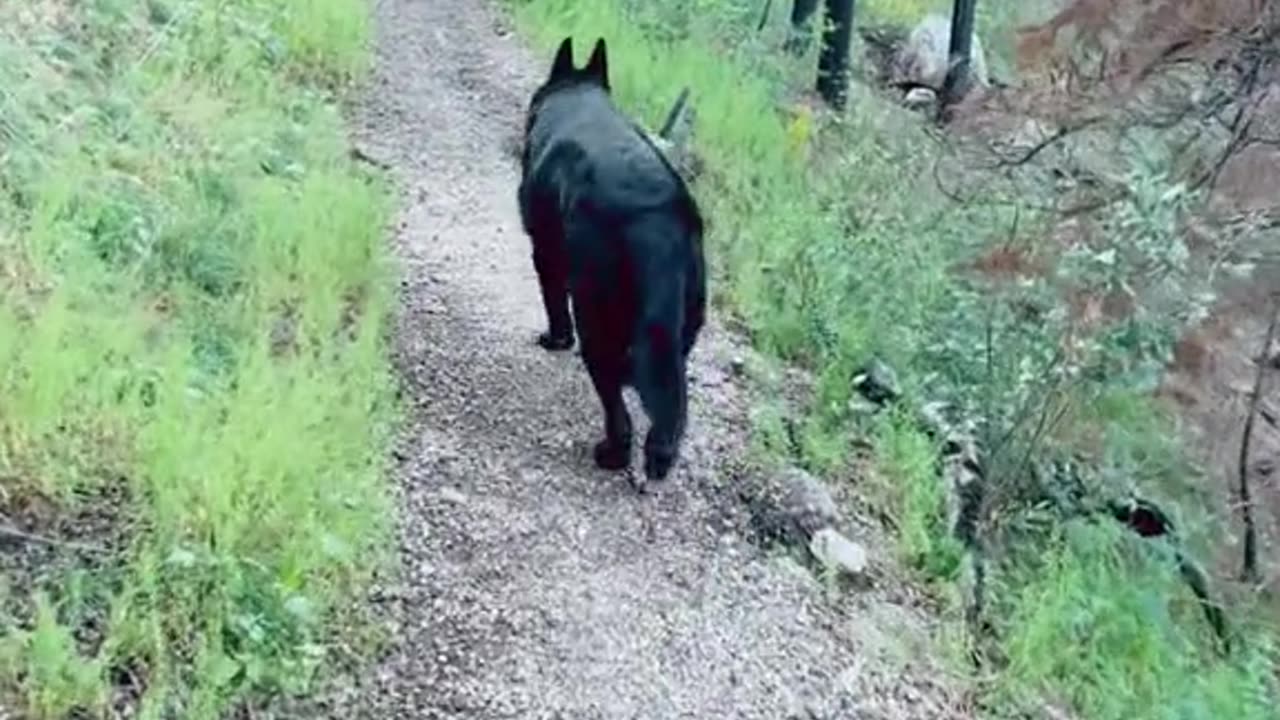 Lost in the forest but a big Black Wolf guided me 🐺