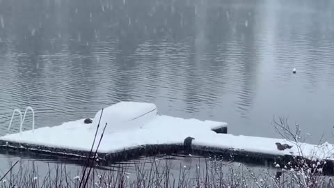 Otters enjoying some winter activities