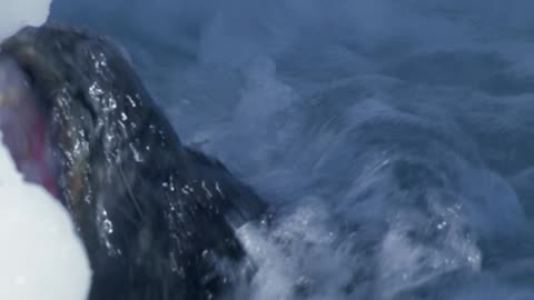 Los animalitos de Andy - T01E19 - Explorando