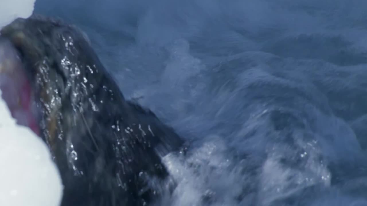 Los animalitos de Andy - T01E19 - Explorando