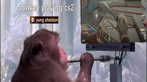 monkey goes ape mode in cs2