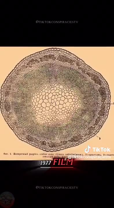 💥Devil's Tower- Northeastern WY - GIANT tree stump revealed💥🍿🐸🇺🇸
