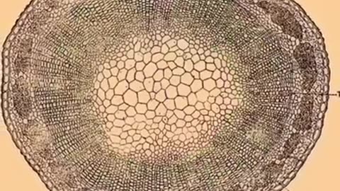 💥Devil's Tower- Northeastern WY - GIANT tree stump revealed💥🍿🐸🇺🇸