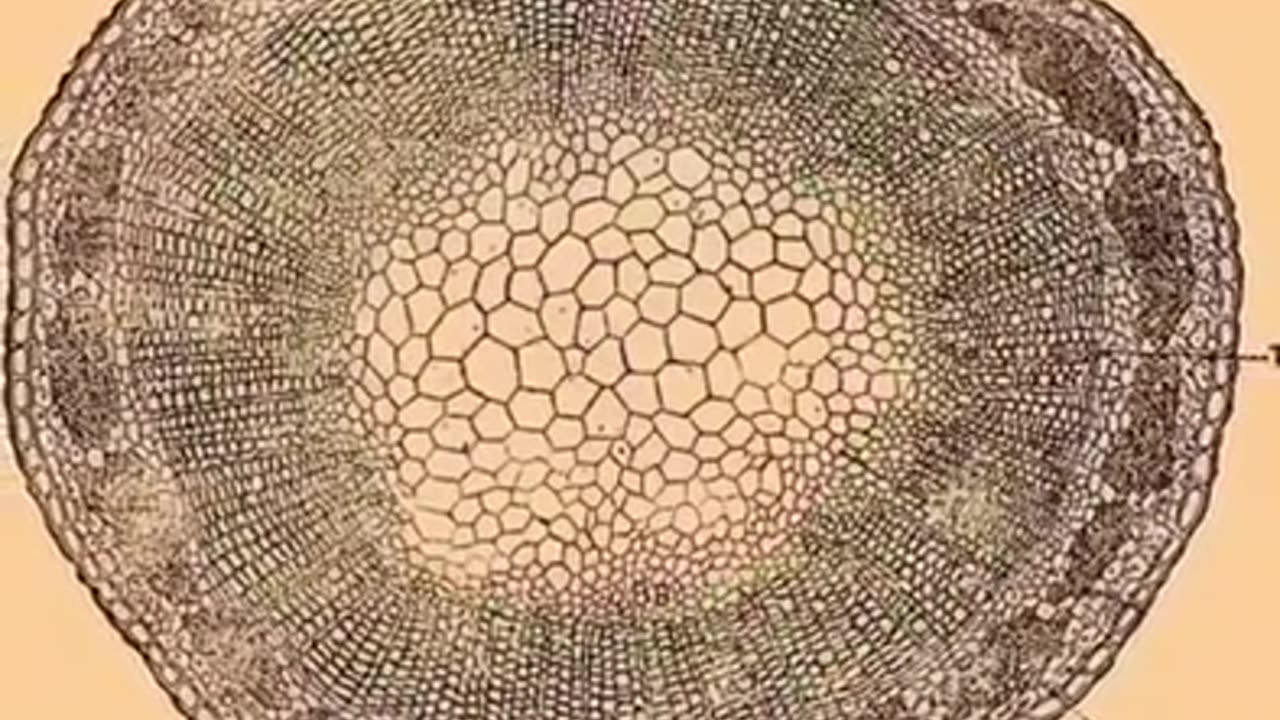 💥Devil's Tower- Northeastern WY - GIANT tree stump revealed💥🍿🐸🇺🇸