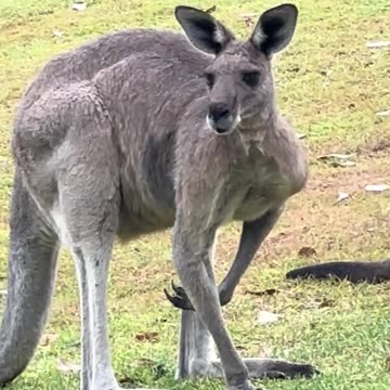 Australian kangaroos relaxing