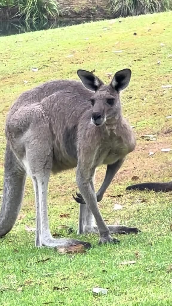 Australian kangaroos relaxing