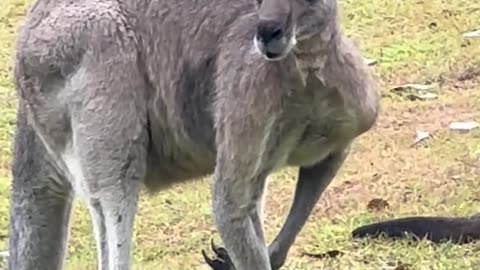 Australian kangaroos relaxing