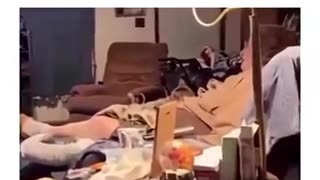 😂😴 Don't Disturb My Peace, Human! | FunFM
