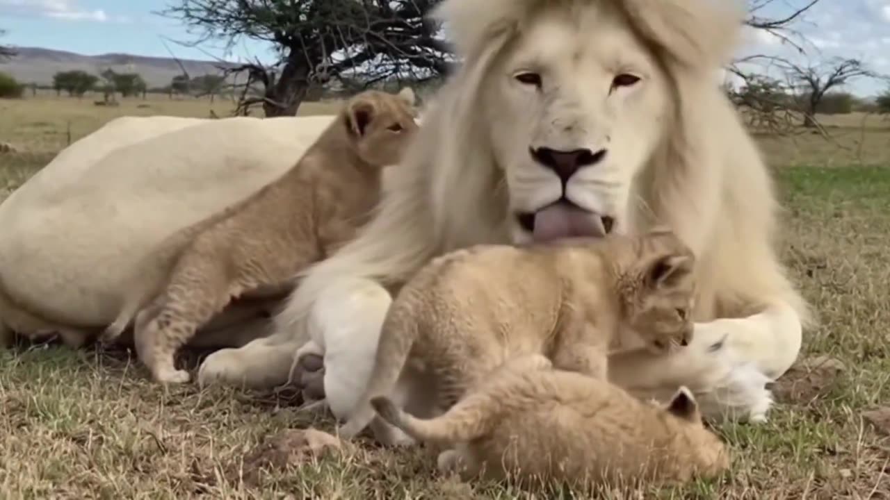 Woe Day 86. I am in the ark. Waiting for GOD to open the Door for a spring/summer Pentecost rapture