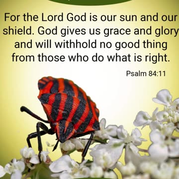 Prayer of God's Provision #youtubeshorts #grace #jesus #mercy #faith #fyp #trust #joy #blessed #love