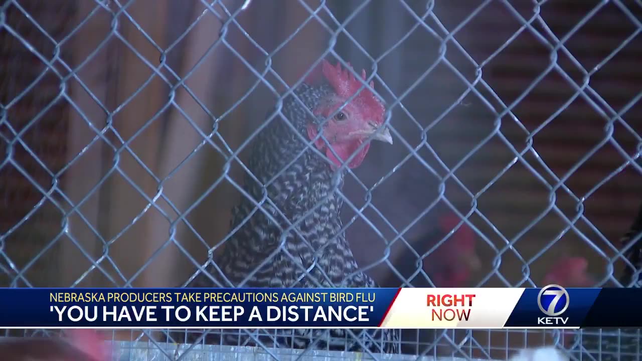 KETV NewsWatch 7 Nebraska bird flu propaganda