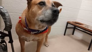 Kaia 8y A878948@TRN, from kennel 215 harrys haven PACC shelter_20251012_142516164