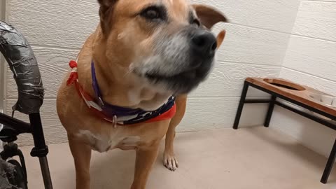 Kaia 8y A878948@TRN, from kennel 215 harrys haven PACC shelter_20251012_142516164
