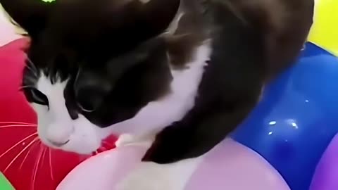 Cats but they keep getting more jumpscared 😨