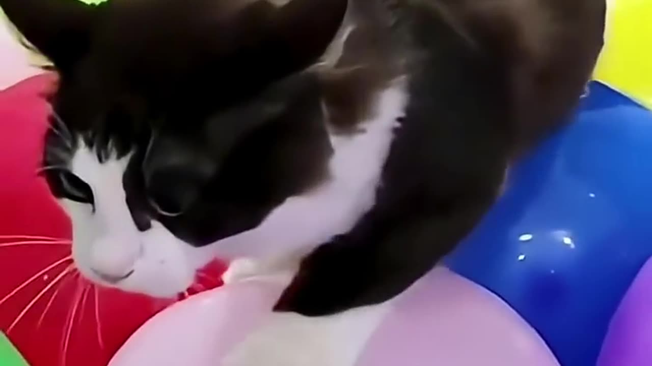 Cats but they keep getting more jumpscared 😨