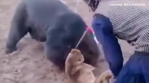 bears vs dogs