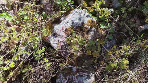Chasing Wyoming Black Bears!