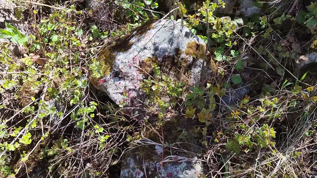 Chasing Wyoming Black Bears!
