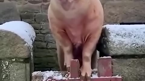 Funny Animal Moments