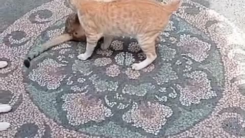 😂 Afternoon Cat Wrestling Showdown | Lazy But Funny Backyard Battle! 🐱💥🌞