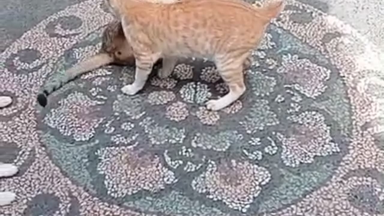 😂 Afternoon Cat Wrestling Showdown | Lazy But Funny Backyard Battle! 🐱💥🌞