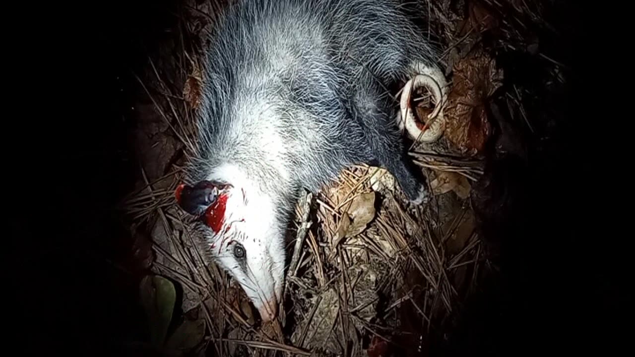 Umerex Origin .22 with ATN 4k Pro Pest Control