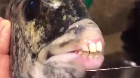 🐟🤔 Is This Fish Real or a Nightmare? | TheHauntingHour