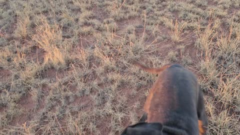 Trudie, Hobo Dog Training With Cows