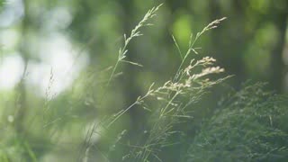 Silver Drift – serenity made of reflection.