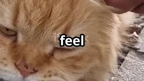 5 Essential Tips for Happier Pets!