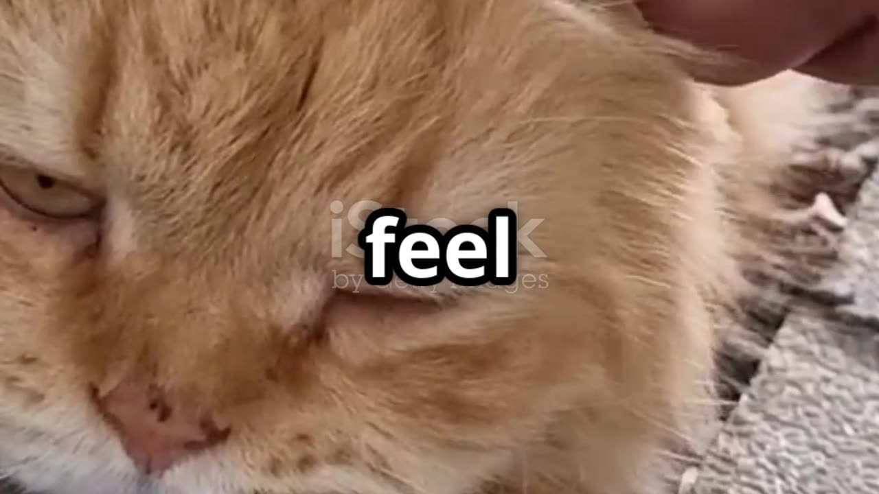 5 Essential Tips for Happier Pets!
