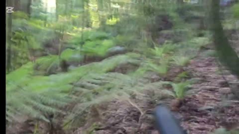 Deer hunting 2025 Roar