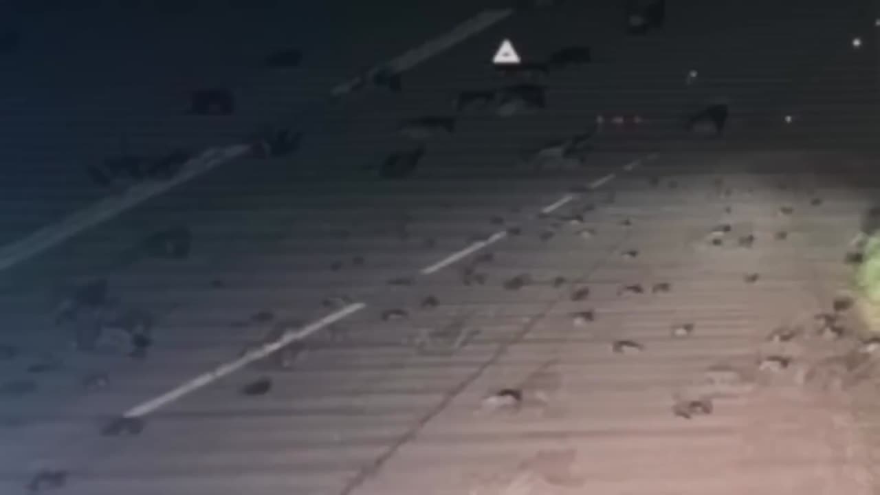 They Just Released A Video Of A Massive Object That Shut Down Copenhagen Airport