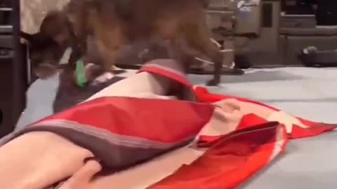 CM Punk & AJ Lee Say Goodbye to Larry: The Dog Who Stole WWE's Heart