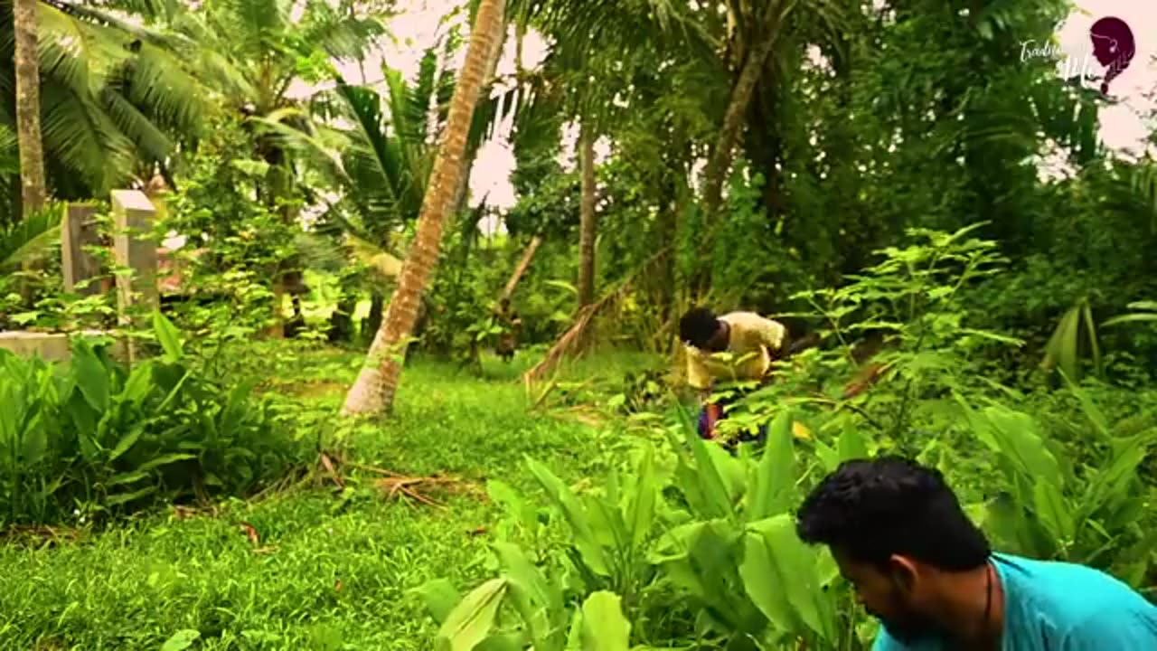 Tree full of violet mangoes, made me wants to make so many yummy Mango Treats! | Traditional Me