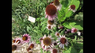 Heal Community Relationships Echinacea July 2024