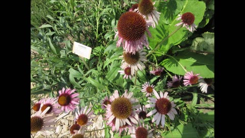 Heal Community Relationships Echinacea July 2024