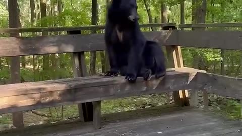 Bear Climbs On Porch And Gives Woman Company