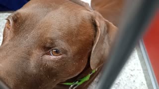 Laiza 7y A664278 kennel 10 pod 1 PACC shelter I think it's best to give her enough space2025110518