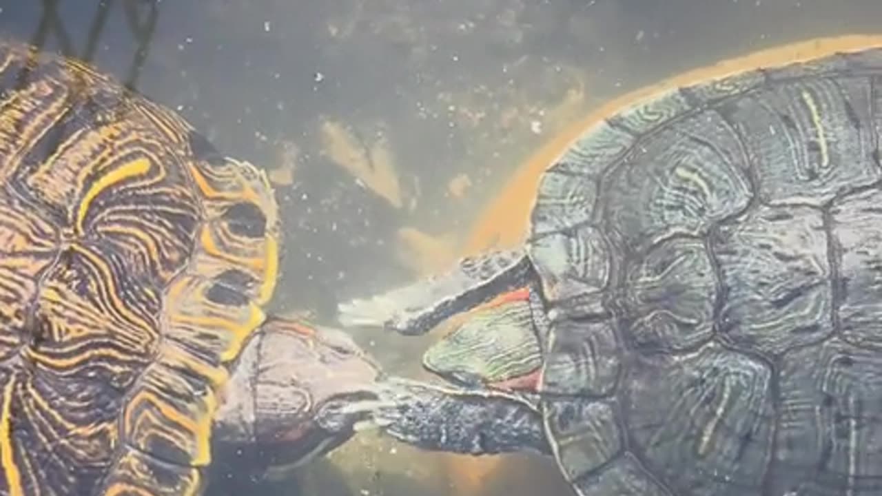 😂💤 When You Finally Wake Up to Reality | Funny Animals | FunFM