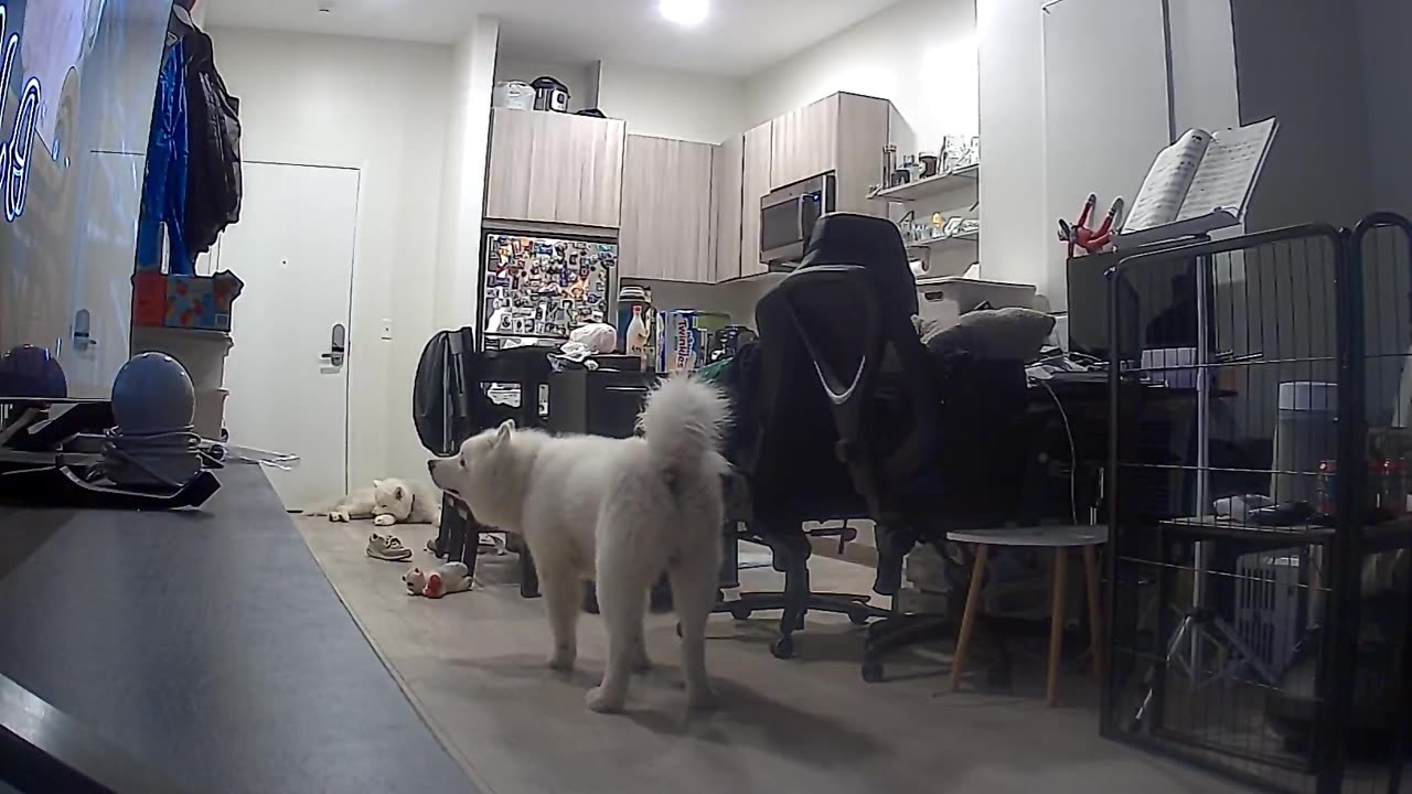 🐶😱 My Dog Was Startled by Something Tonight... | TheHauntingHour