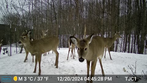 Herd and Flock