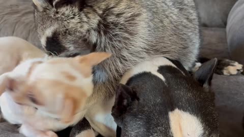 Snuggle Puddle Struggle Between Raccoon And Dogs