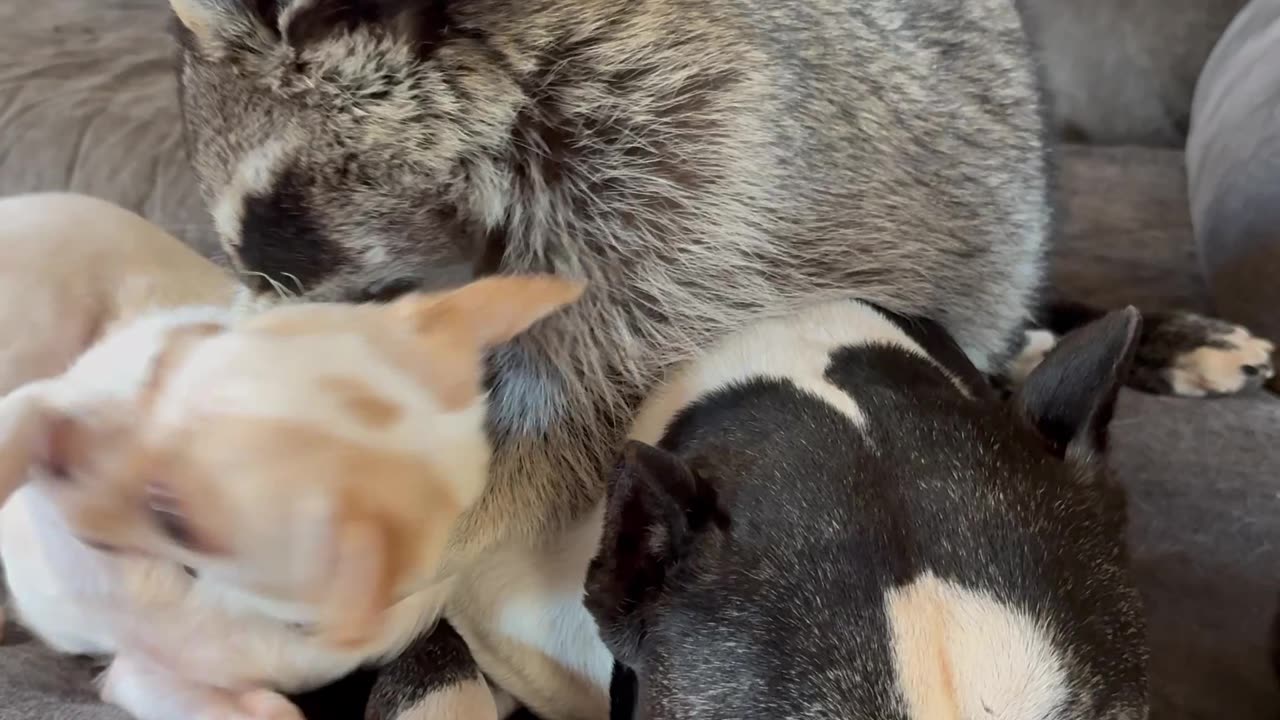 Snuggle Puddle Struggle Between Raccoon And Dogs