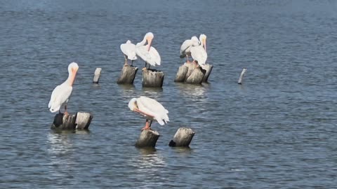 Pelicans on a Peaceful Lake.