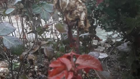 Rose leaves survived January